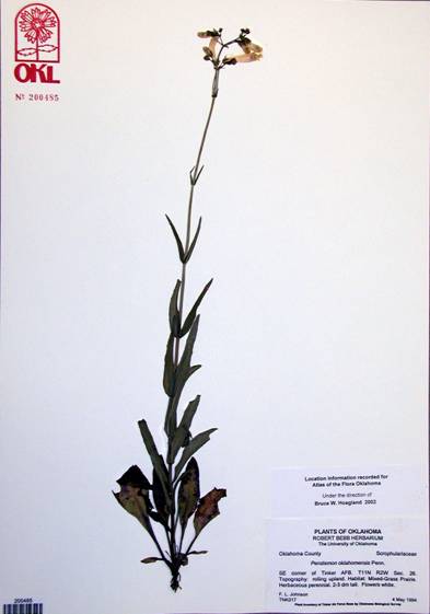 Herbarium specimen