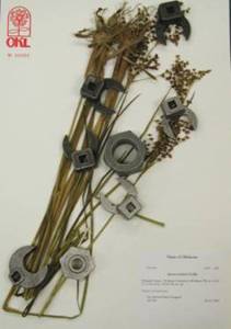 Sample herbarium specimen with weights