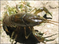 the crayfish Procambarus simulans