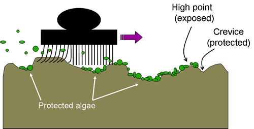 diagram showing protection of algae in crevices