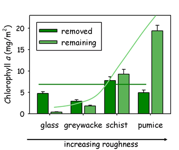 algae versus substrate roughness