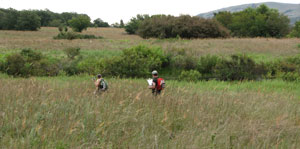 Botanizing in the grassland