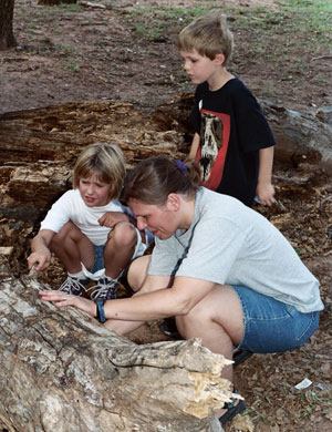 Life under a log