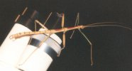 Walkingstick insect