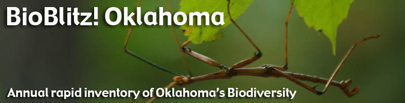BioBlitz! Annual rapid inventory of Oklahoma's Biodiversity