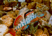 Etheostoma