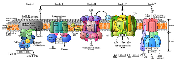 OXPHOS