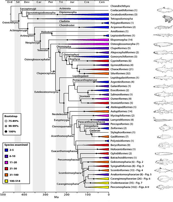 Euteleost Tree of Life