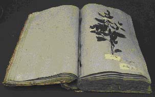 Herbarium as book