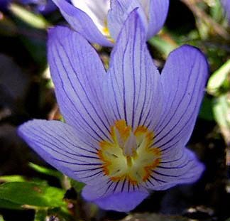 Showy Autumn Crocus