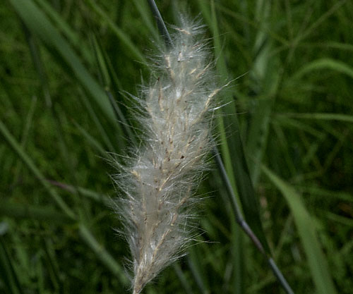 Beard Grass