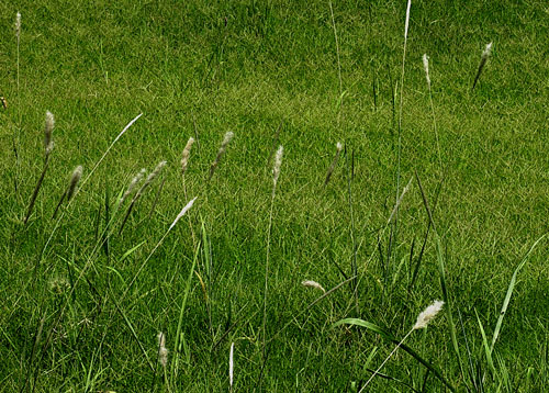 Beard Grass