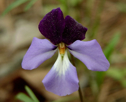 Birdfoot Violet(bi-colored)