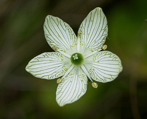 Big leaf Grass Of Parnassus