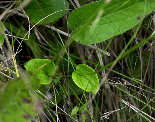 Big leaf Grass Of Parnassus