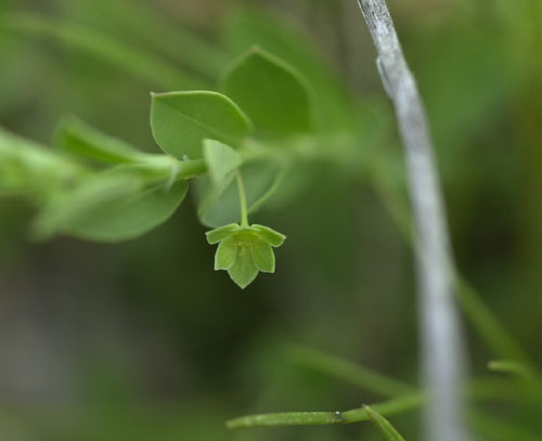 Carolina Leafflower