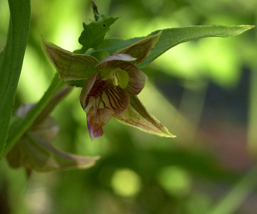 Chatterbox Orchid