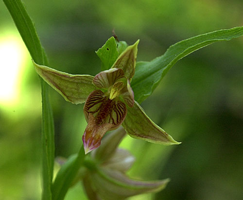 Chatterbox Orchid