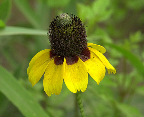 Clasping Leaved Coneflower