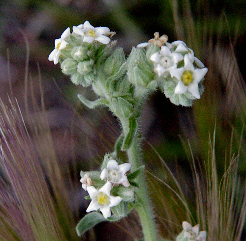 Cryptantha