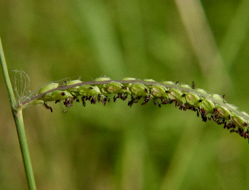 Dallis Grass