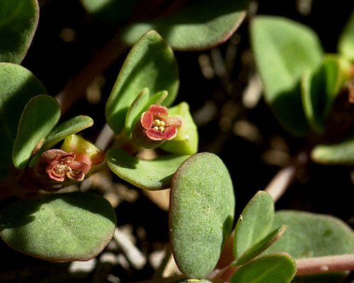 Fendler's Euphorbia