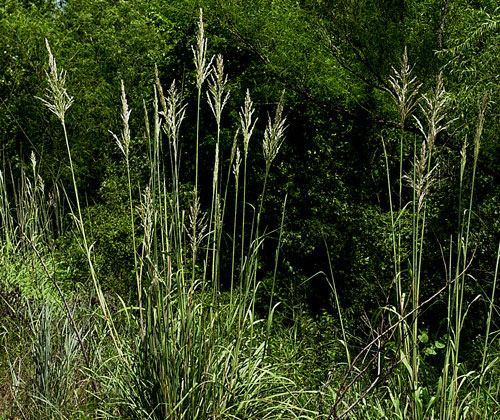 Giant Plumegrass