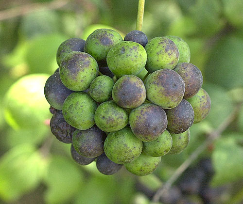 Greenbriar Fruit