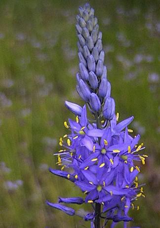 Wild Hyacinth