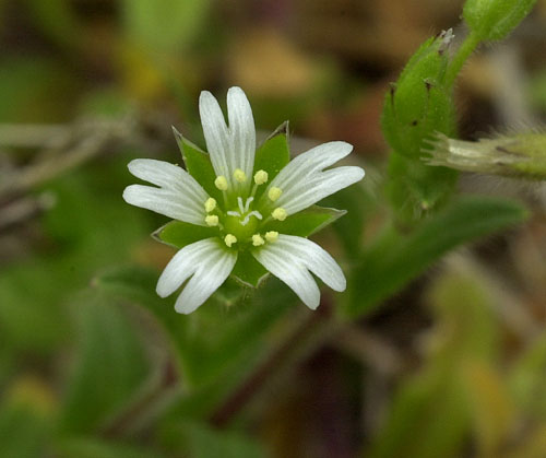 Mouse Eared Chickweed