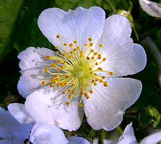 Multiflora Rose