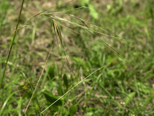Needle Grass