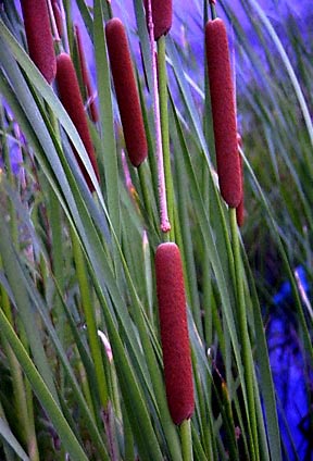 Narrow Leafed Cattail