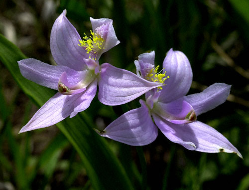 Prairie Grass pink