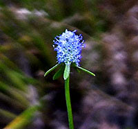 Creeping Eryngium