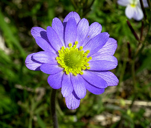 Purple Wind Flower