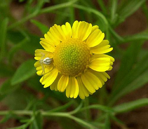 Plains Yellow Daisy