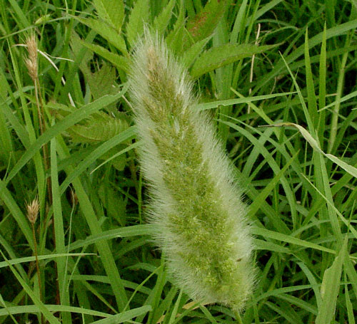 Rabbit's Foot Grass