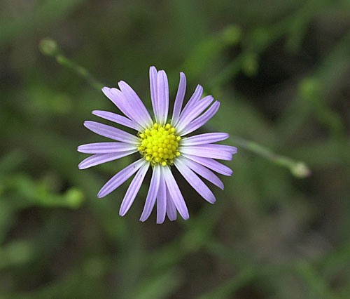 Rice Button Aster