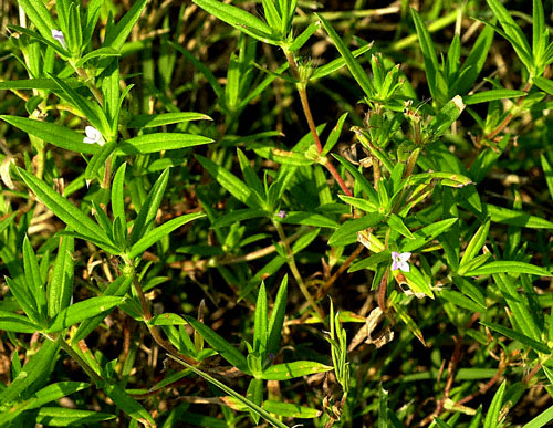 Rough Buttonweed