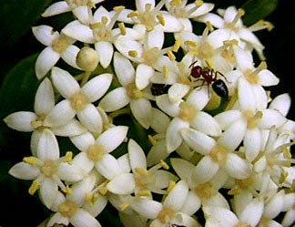 Rough-Leaved Dogwood