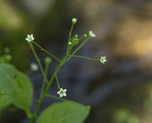 Small Flowered Brookweed