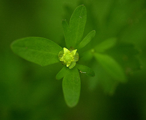 Small Flowered Crowfoot