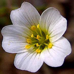 Showy Chickweed