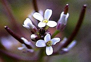 Small Flowered Bittercress