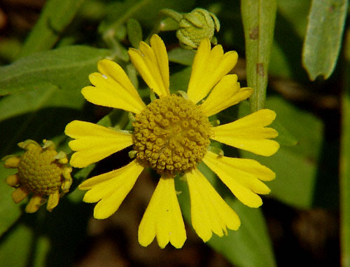 Sneezeweed