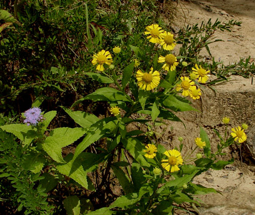 Sneezeweed