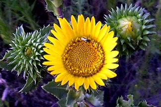 Spiny Toothed Gumweed