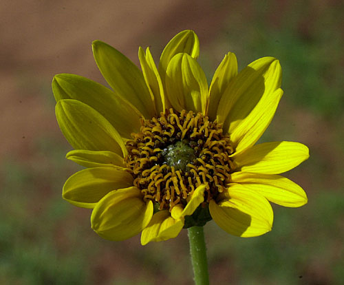 Stiff Sunflower