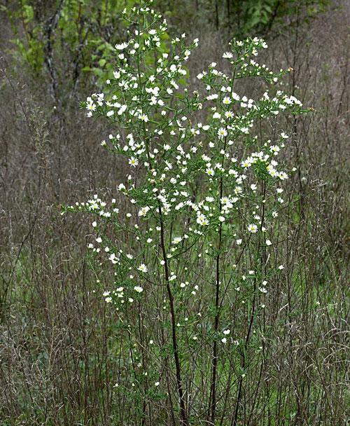 Tall White Aster